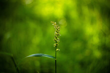 Close Up Chrysopogon Aciculatus Grass In A Green Background.