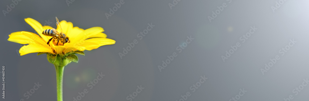 .Bee and flower. Close up of a large striped bee collecting pollen on a yellow flower on gray background. Banner - obrazy, fototapety, plakaty 