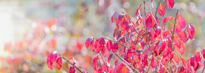 Wall Mural - Beautiful panoramic autumn scenery with colorful leaves and bokeh background