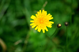 Fototapeta Dmuchawce - Polny kwiat na łące. Kwitnący dmuchawiec.