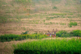 Fototapeta Sawanna - Deer grazing in a grassy field in summer