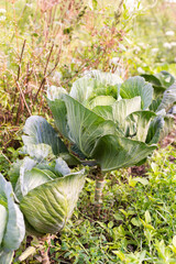 Garden beds with young green cabbage leaves, fresh young vegetables from the garden close up