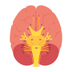 Wall Mural - Cranial nerves diagram