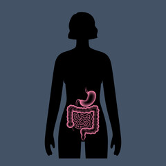 Sticker - Digestive tract anatomy