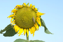 Grasshopper Perched In Sunflower