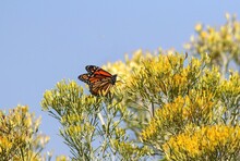 A Pretty Monarch Butterfly Atop A Wild Rabbitbrush Bush In Colorado With A Light Blue Sky Background.
