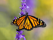 Closeup Of A Monarch Butterfly With Wings Open And Curled Tongue Moving Up A Lavender Flower Stalk With A Soft Background.