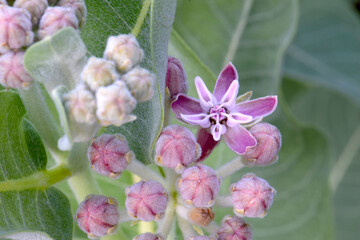 Wall Mural - Milkweed Blossom Star 01