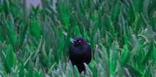 Brewer's Blackbird In The Grass