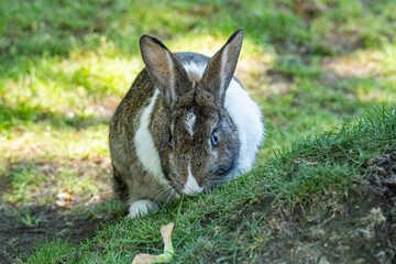 Wall Mural - close up of a beautiful rabbit with blue eyes and mixed grey and white fur eating behind small grasses filled slope in the park
