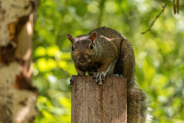 Wall Mural - close up of a cute grey squirrel sitting on top of a wooden stick in the park staring at your direction