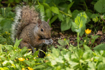 Wall Mural - close up of a cute grey squirrel eating some seeds on the ground surrounded by green grasses