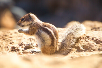 Sticker - Closeup portrait of a Barbary ground squirrel (Atlantoxerus getulus) standing in the sun