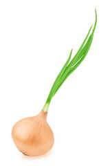 Wall Mural - Fresh golden onion with leaves isolated on white background.