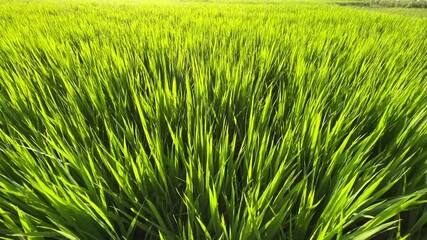 Wall Mural - Sunlight shining on the verdant seedlings of the rice field