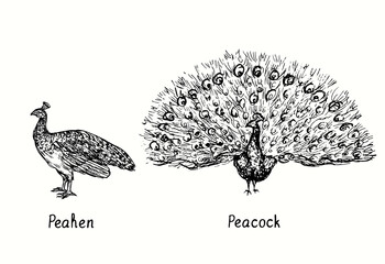 Peacock with open tail standing  front view and peahen side view. Ink black and white doodle drawing in woodcut style illustration