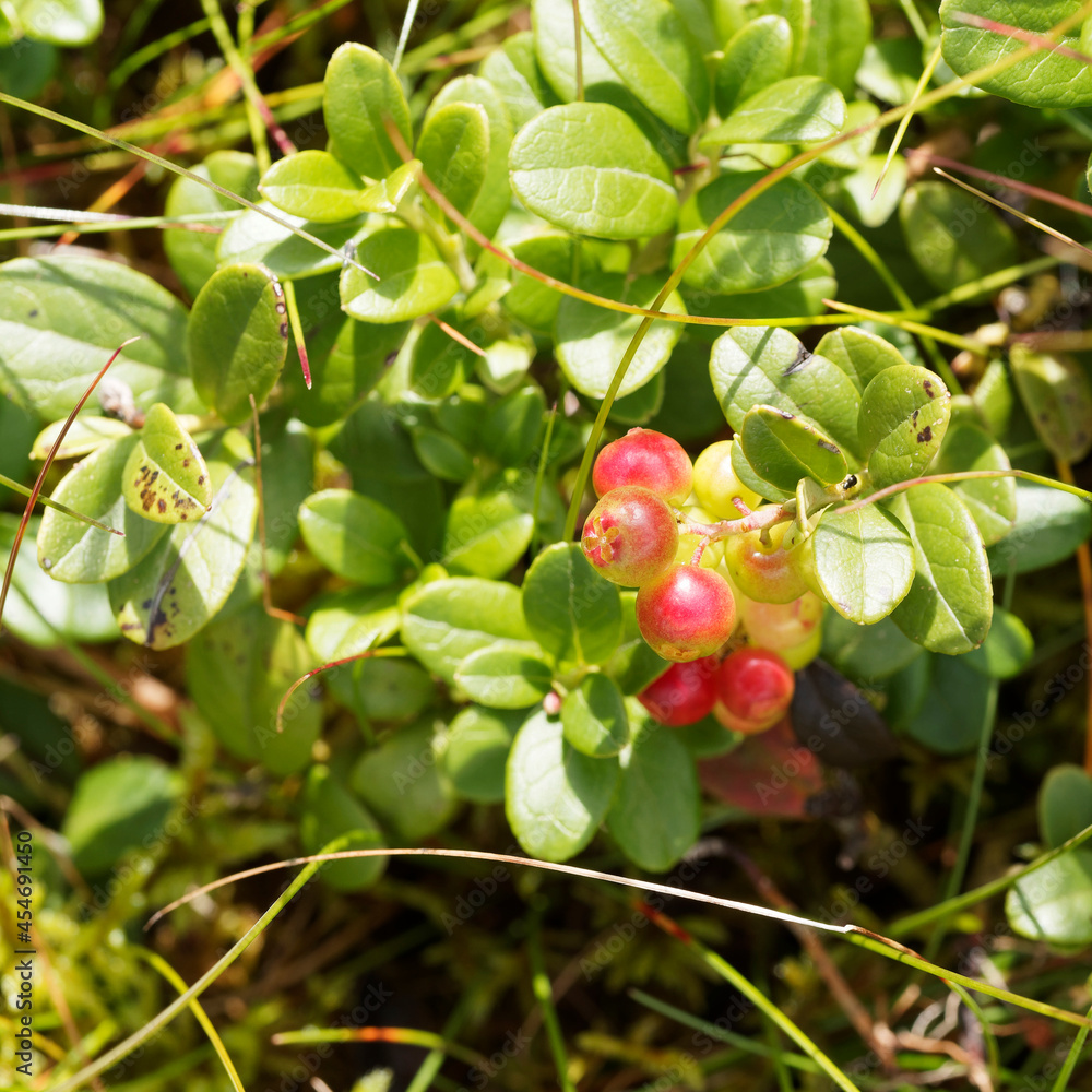 Baies Rouges Sur Vigne Stockfoto Airelles rouges ou airelle vigne ou vaccinium vitis-idae aux ...