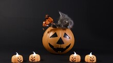 Halloween Grey Cat Catches Candy Sitting In A Bucket Of Pumpkin. The Kitten Is Preparing For The Holiday On A Black