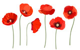 Fototapeta Maki - Set of beautiful red poppy flowers. Wildflowers on a white background. Vector illustration 