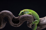 Fototapeta Zwierzęta - green Chameleon Lizard sitting in flower branch 