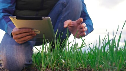 Wall Mural - agriculture. farmer with a digital tablet examines green wheat in a field on a digital tablet. agriculture smart farm business concept eco. farmer hand with digital tablet in the field. smart farming