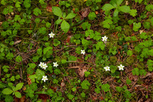 Blooming One-flowered Wintergreen, Moneses Uniflora With A Pleasant Fragrance In Estonia, Northern Europe.