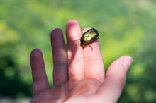 Rose Chafer (Cetonia Aurata) Beetle In Hand