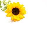 Fototapeta  - Yellow sunflower isolated on white background, copy space