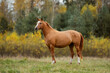 © Rita Kochmarjova - Don breed horse on the field in autumn. Russian golden horse.