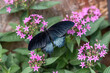 Papilio memnon or the great Mormon black butterfly sitting on a flower, top view
