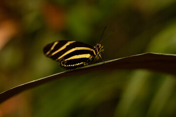 Wall Mural - Heliconius charitonius butterfly