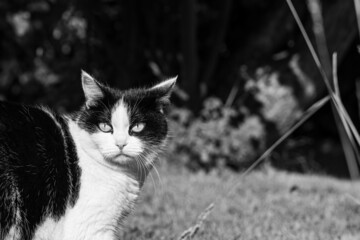 A beautiful adult young black and white cat with big eyes is in the garden in summer