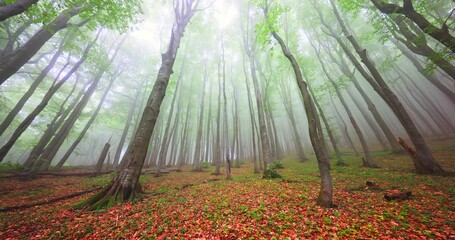 Poster - Mystic forest. Trees in autumn woodland in a fog.