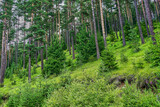 Fototapeta Perspektywa 3d - Deep in the green forest