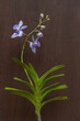 Beautiful blooming white and purple blue vanda coerula epiphytic orchid species isolated on dark wood background	