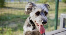 Close Up Gray Schnauzer Breathing With Open Mouth And Tongue In Hot Summer Day. Portrait Gray Miniature Schnauzer, Purebred Domestic Dog Pet