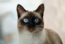 Portrait Cat With Blue Eyes, Siamese Cat