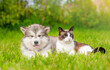 Alaskan  malamute puppy and siamese kitten sit together on green summer grass