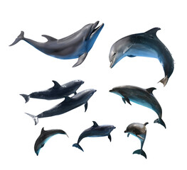 Wall Mural - Beautiful grey bottlenose dolphins on white background, collage