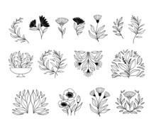 Hand Drawn Vector Botanical Illustrations. Linear Flowers, Leaves, Fruits. Simple Graphics. Perfect For Logos, Branding, Invitations, Greeting Cards, Quotes, Blogs, Wedding Frames