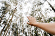 © Eva - unrecognizable woman hand over beautiful eucalyptus forest landscape. Nature and sustainability concept