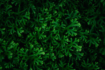 Closeup nature green leaf on blurred greenery background in garden in the morning with sunlight. copy space for text as background natural green plants landscape, ecology, fresh wallpaper concept.