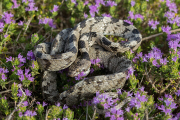 Sticker - A European Cat Snake, or Soosan Snake, Telescopus fallax, curled up on Mediterranean Thyme in Malta.