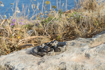 Sticker - A European Cat Snake, or Soosan Snake, Telescopus fallax, curled up and staring, in Malta.