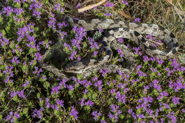 Sticker - A European Cat Snake, or Soosan Snake, Telescopus fallax, curled up on Mediterranean Thyme in Malta.