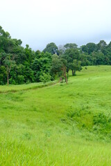 Wall Mural - Beautiful and fertile nature and forests