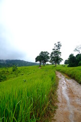 Wall Mural - Beautiful and fertile nature and forests