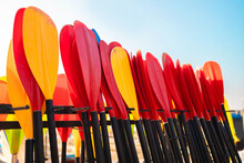 Many Colorful Paddles For Rent By Tourists On The Beach During Summer Season. Rent Of Equipment For Swimming In The Ocean Or Lake In Summer