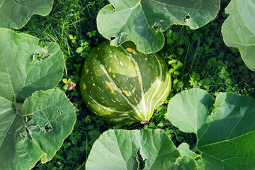 Wall Mural - Large green pumpkin growing in the garden lit by sunlight in summer