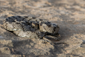 Wall Mural - A European Cat Snake, or Soosan Snake, Telescopus fallax, curled up and staring, in Malta.